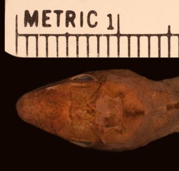 Media type: image;   Herpetology R-32329